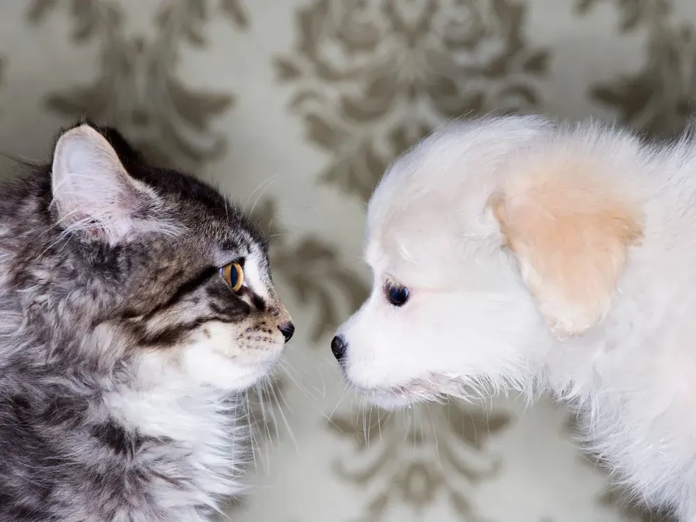 Are Bichon Frise Good with Cats?