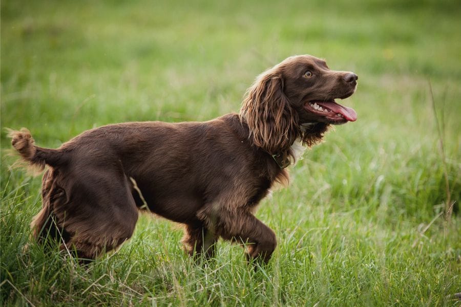 Boykin Spaniel Growth