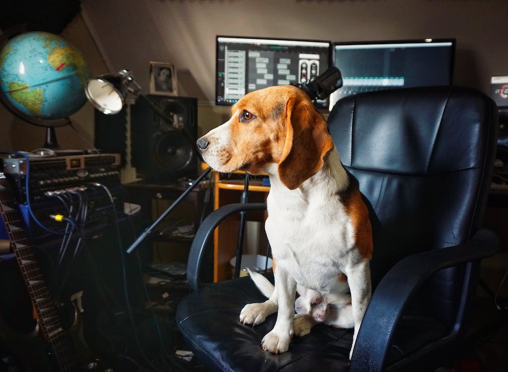will beagles return home