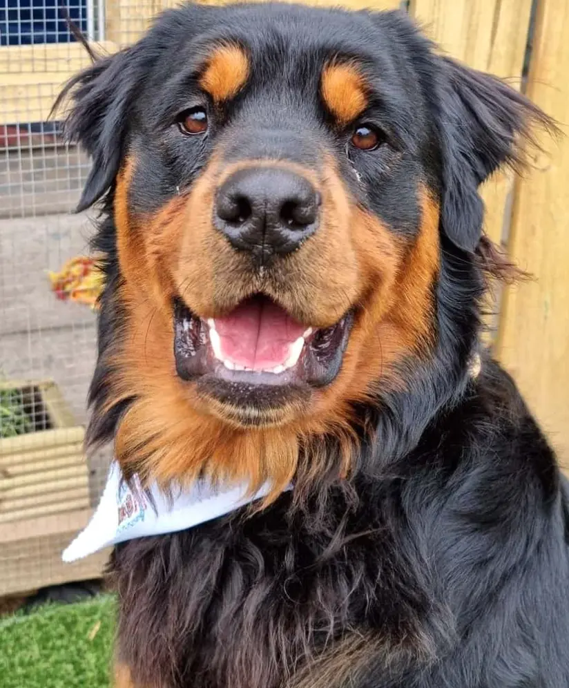 THE LONG HAIRED ROTTWEILER - DOES IT EXIST?