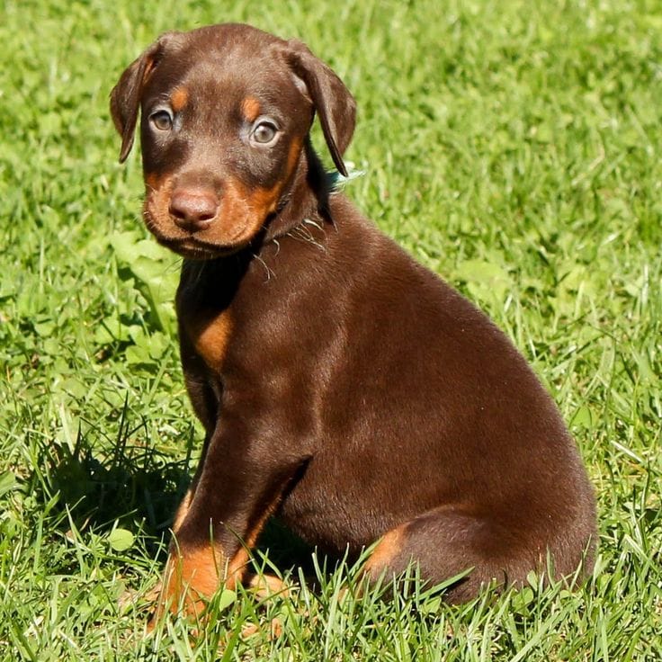 How Much Is a Doberman Puppy