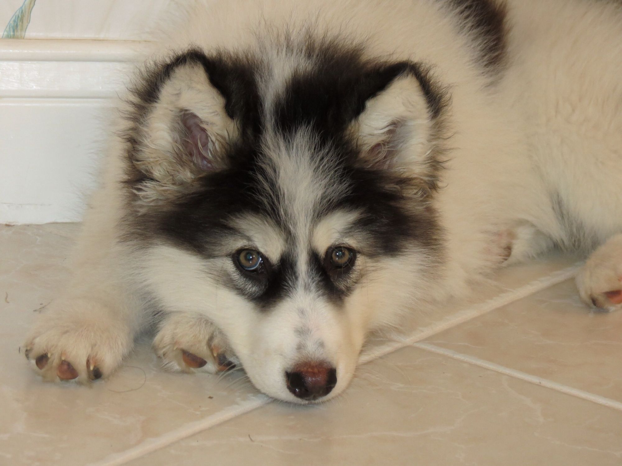 American Indian Dog