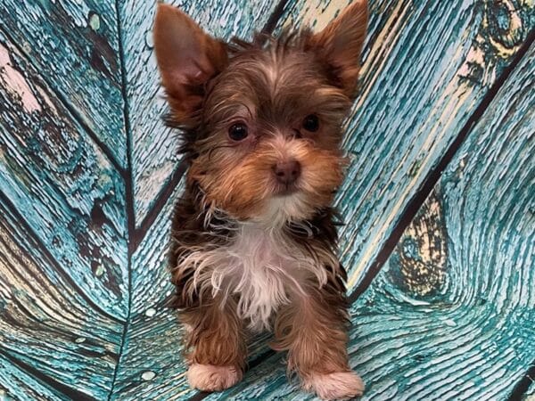Chocolate Yorkie
