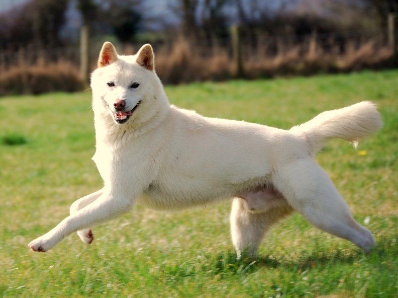 Korean dogs