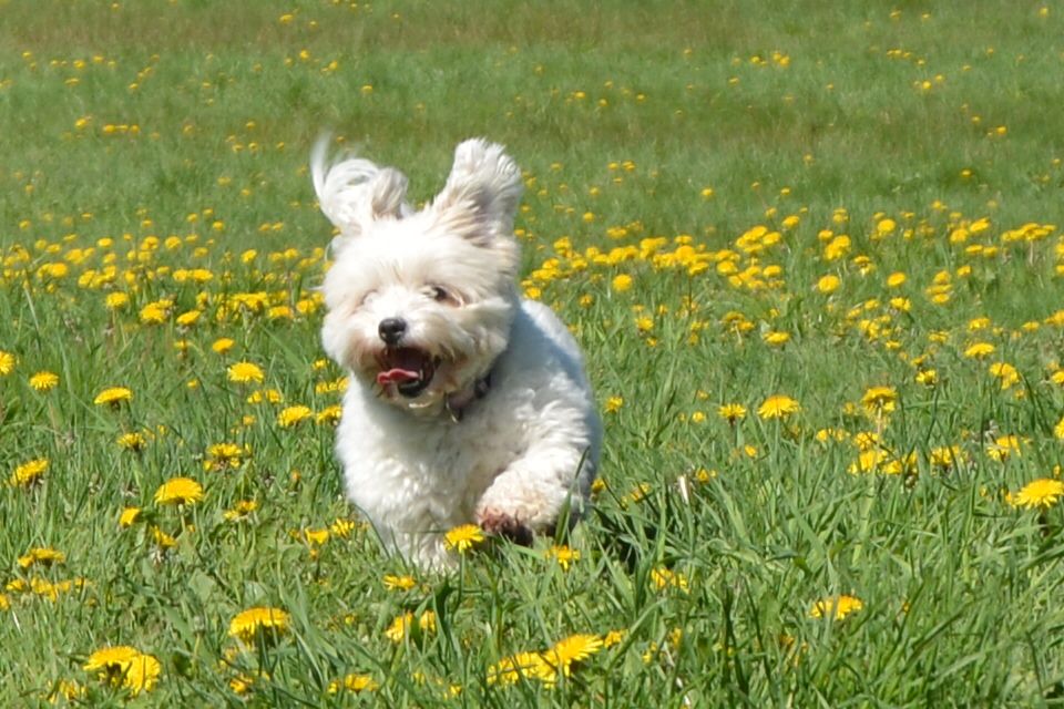 Coton de Tulear