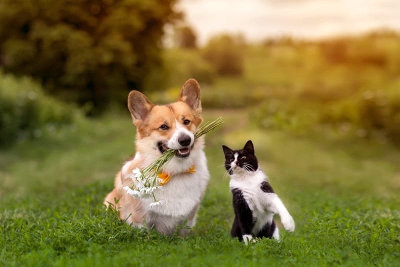 Pembroke Welsh Corgis With a Cat