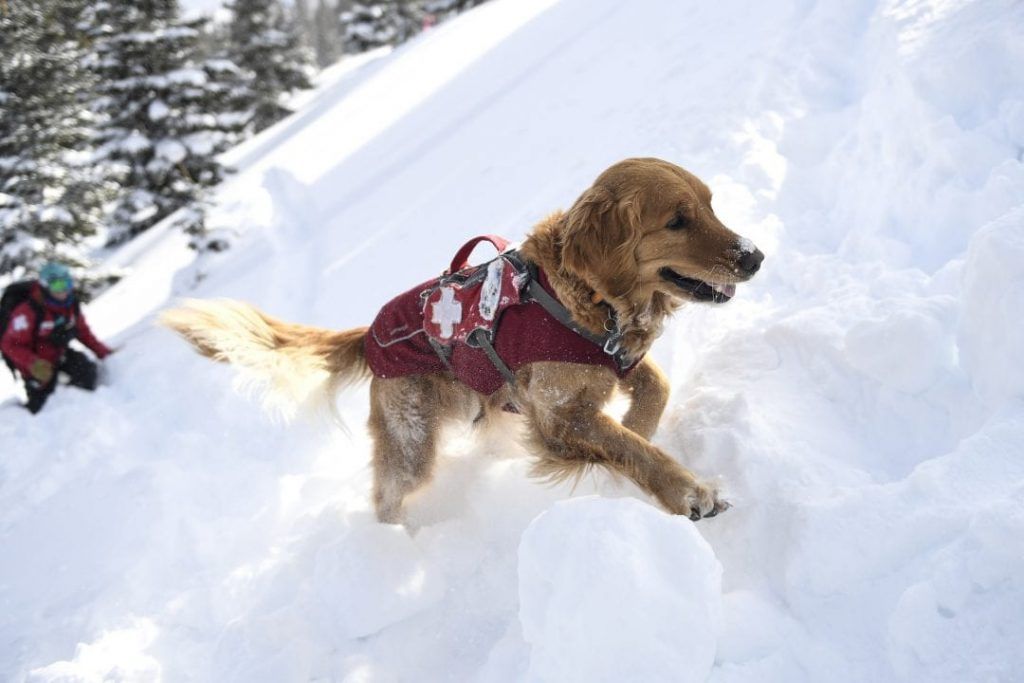 Snow Patrol Dogs