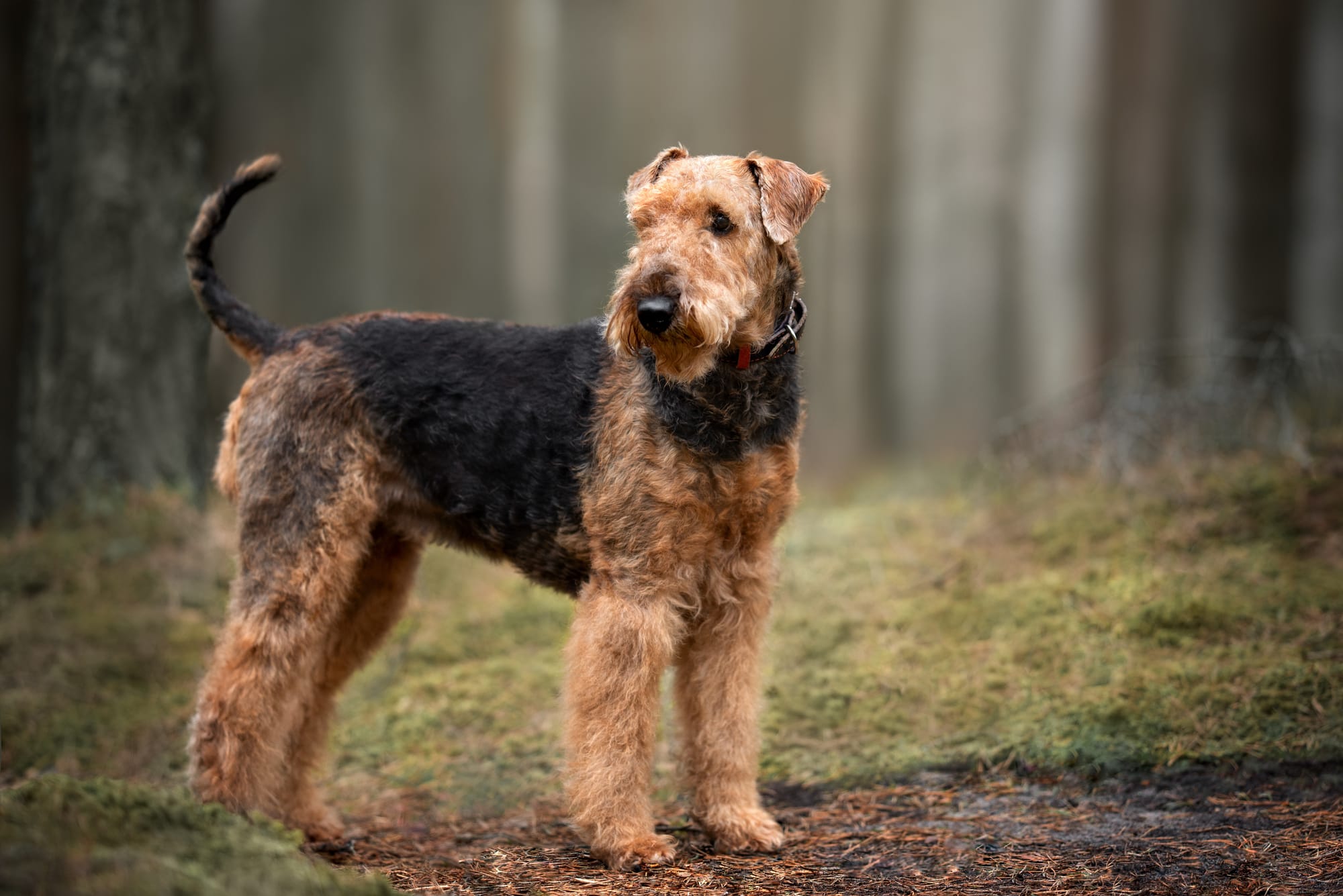 Do Airedale Terriers Bark a Lot?