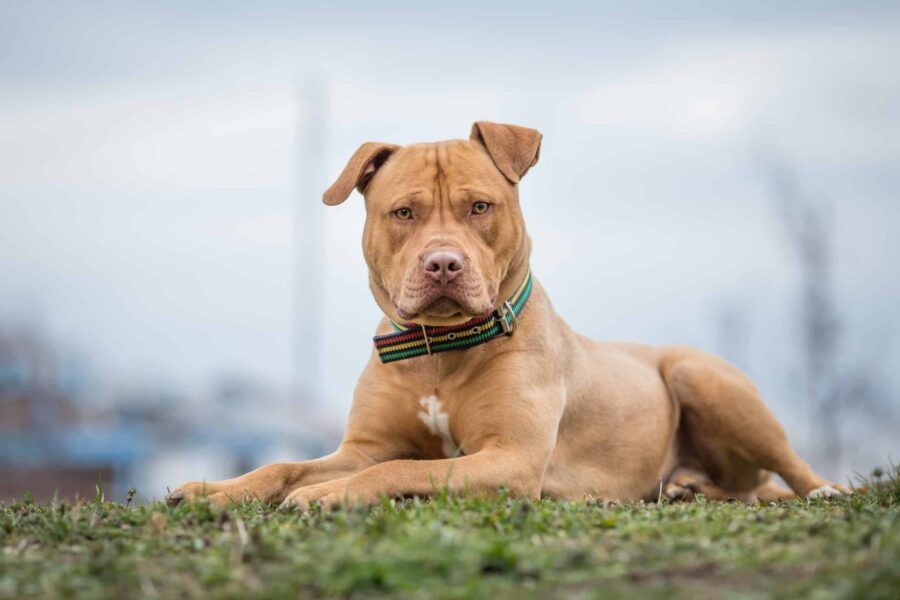 American XL Bully Dog: https://blog.tryfi.com/