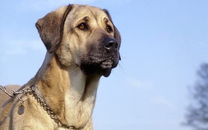 Are Anatolian Shepherds Aggressive?