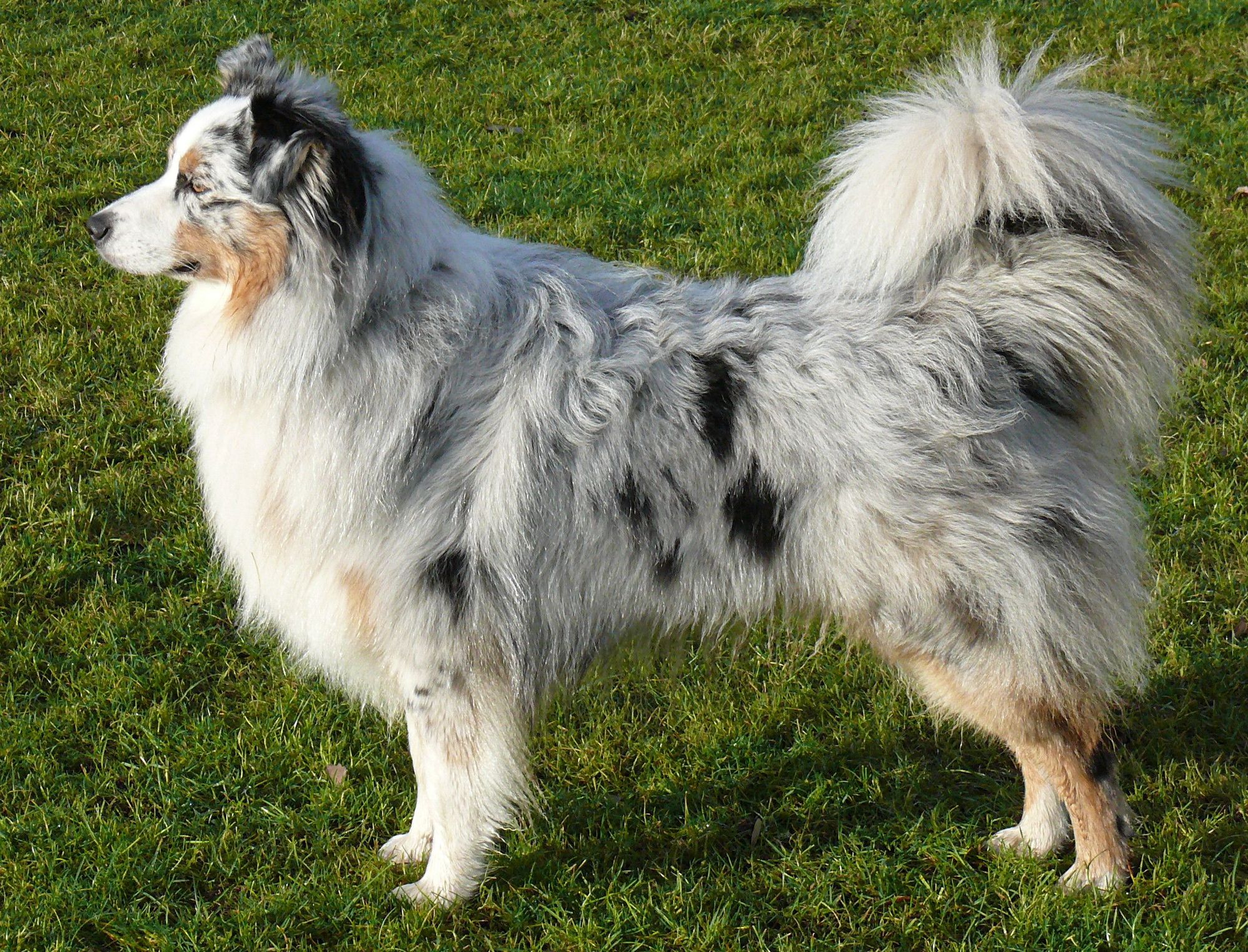 australian-shepherd-tail
