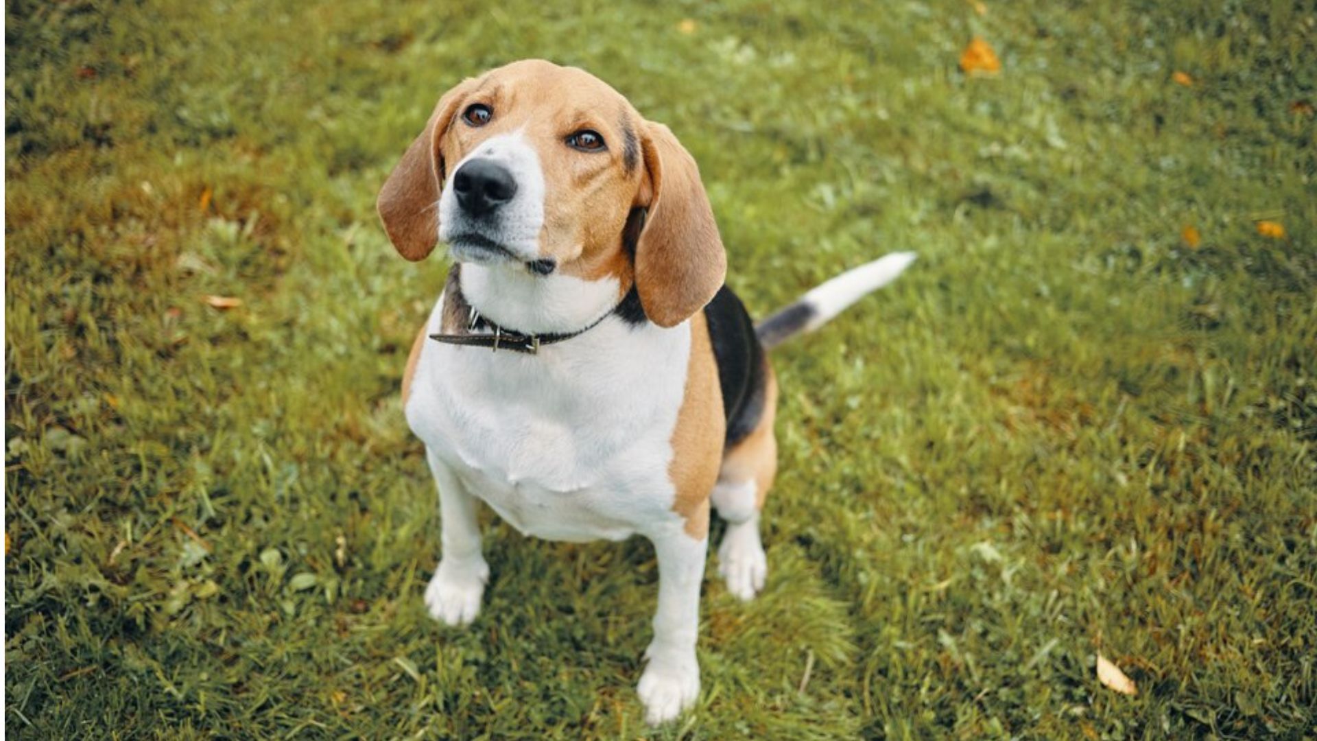 beagles-temperament