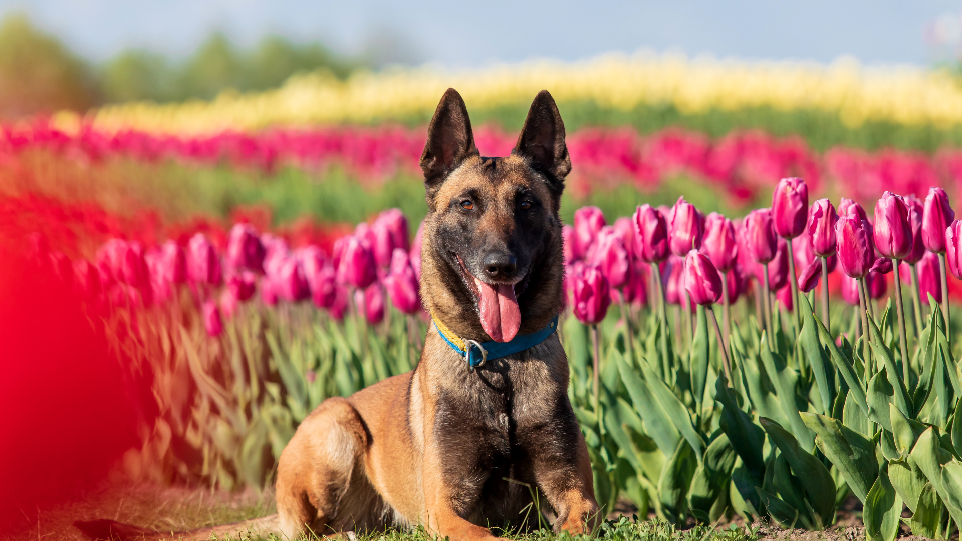 Best Food for Belgian Malinois