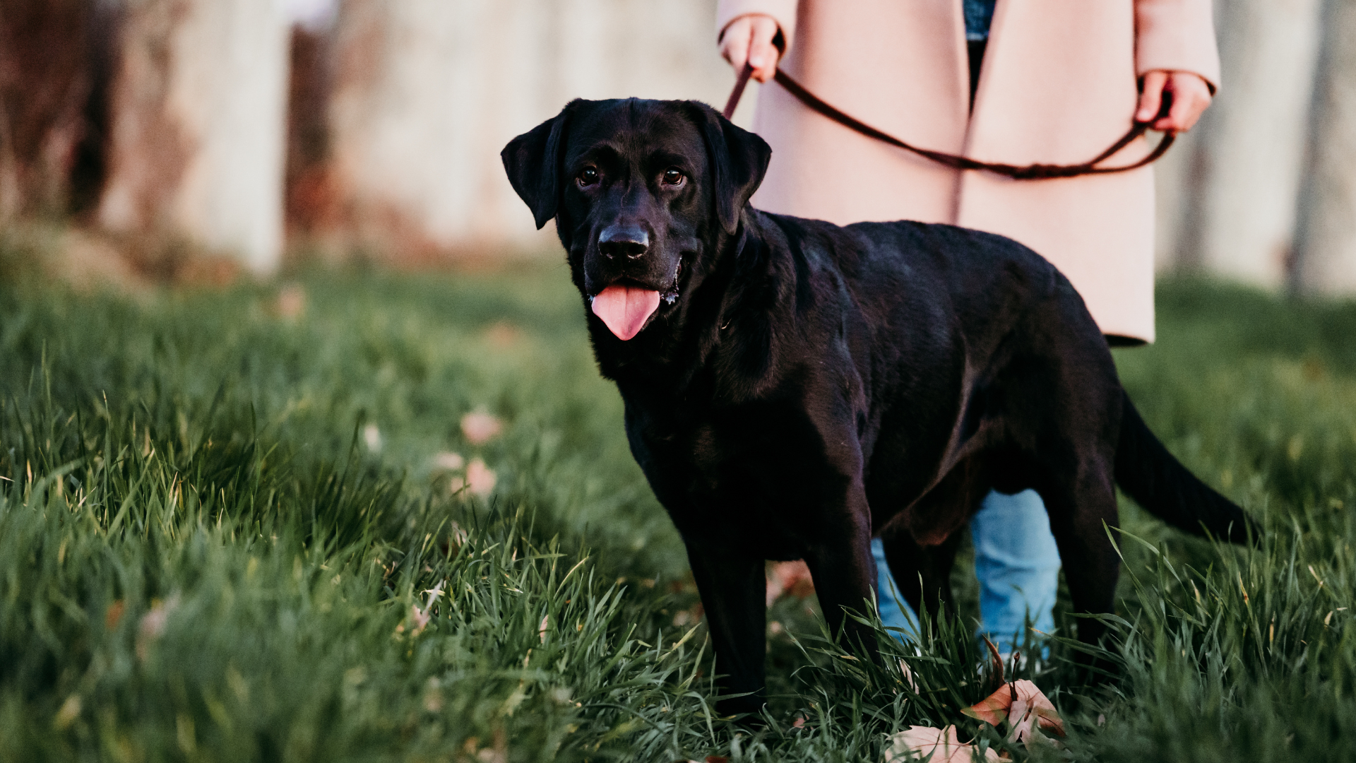 Everything About Silver Labrador Retrievers