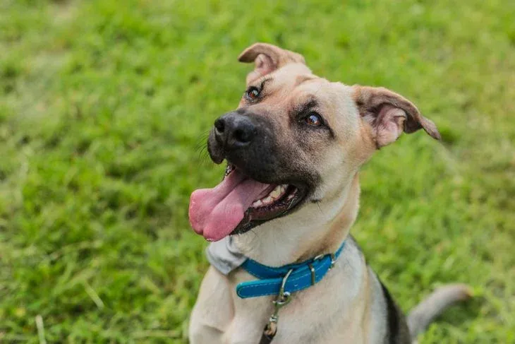Black Mouth Cur