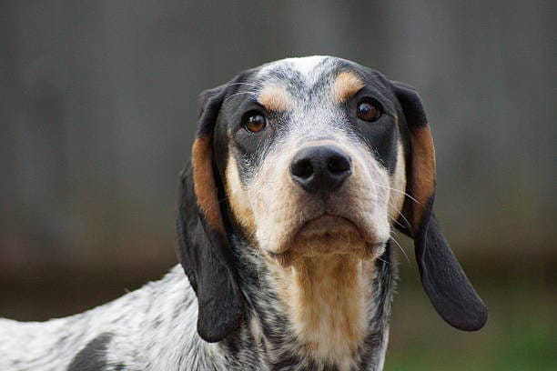 Do Bluetick Coonhounds Stink