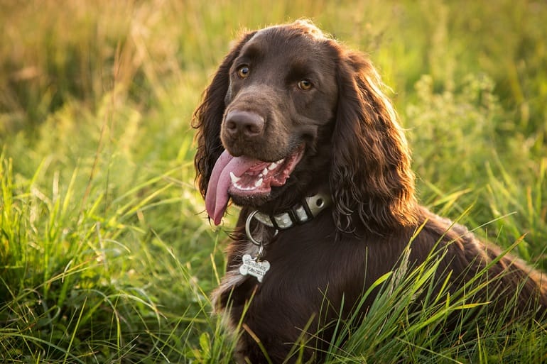 What Does a Boykin Spaniel Look Like