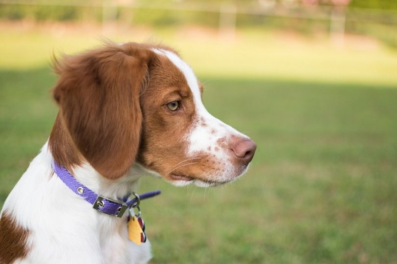 Do Brittany Spaniels Shed