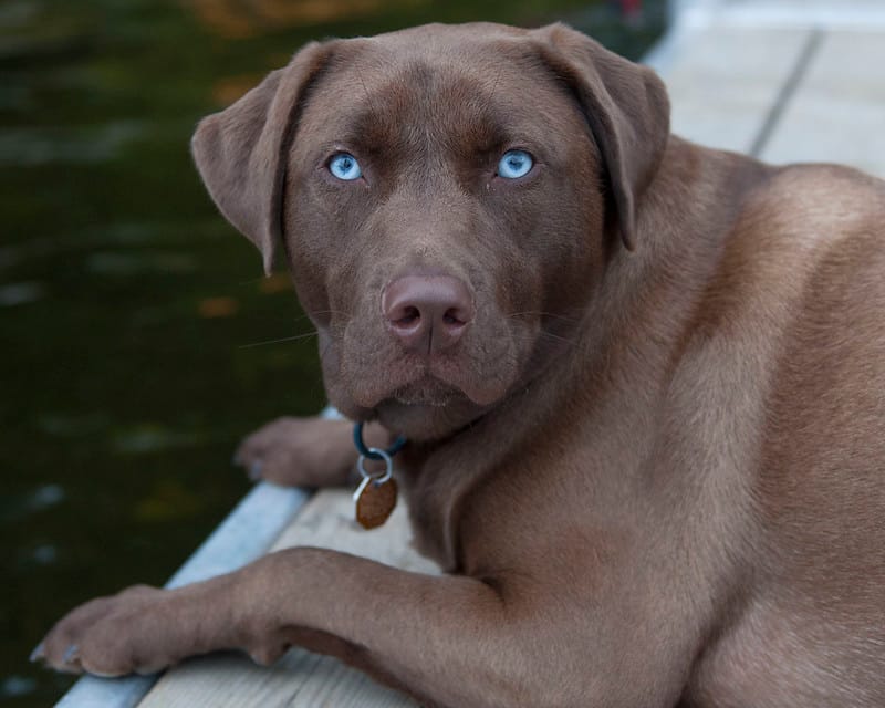 Can Chocolate Labs Have Blue Eyes