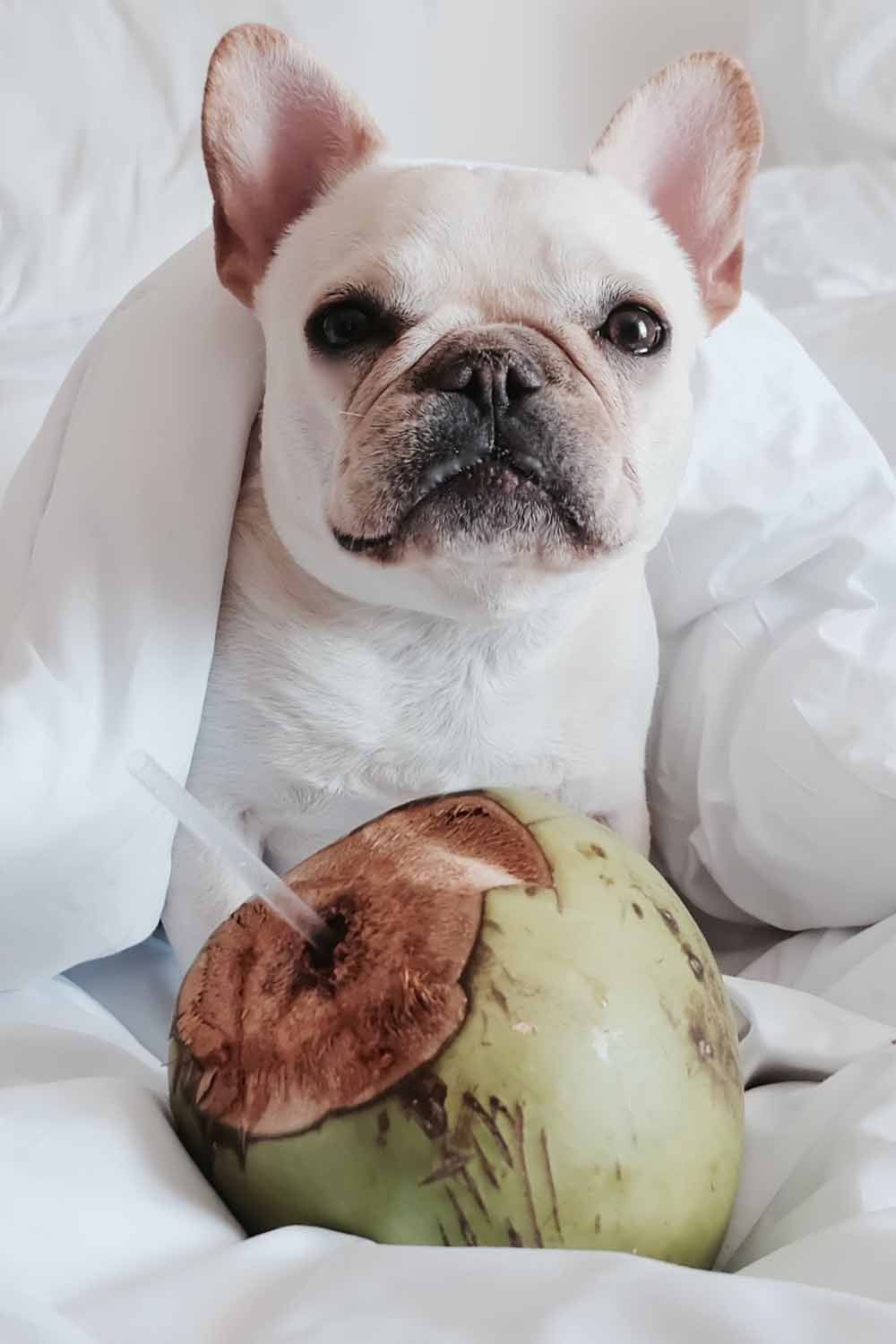 Can Dogs Eat Coconut