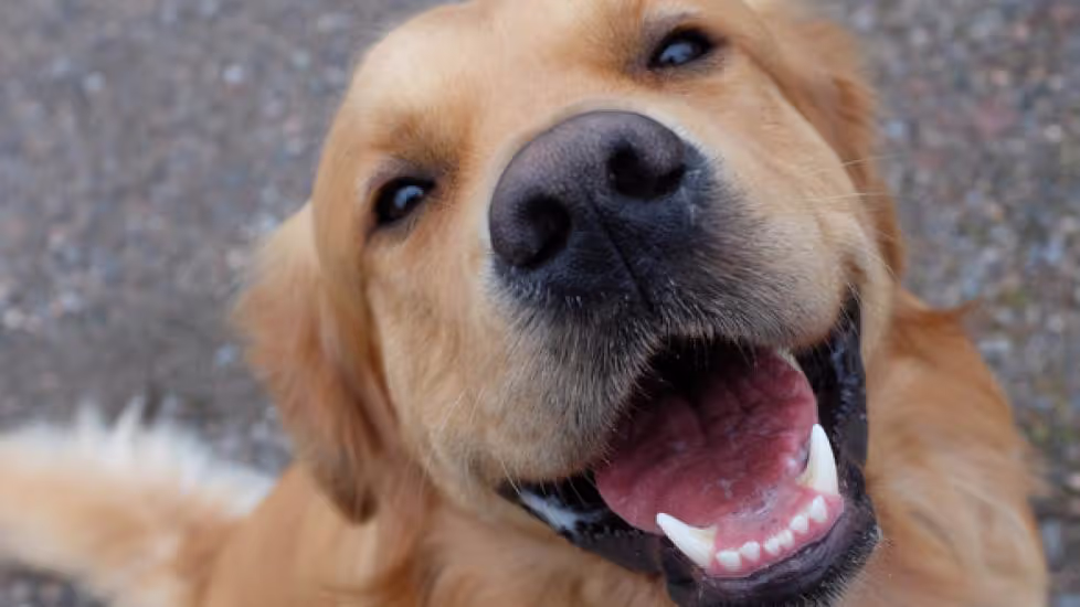 Canine Smiles
