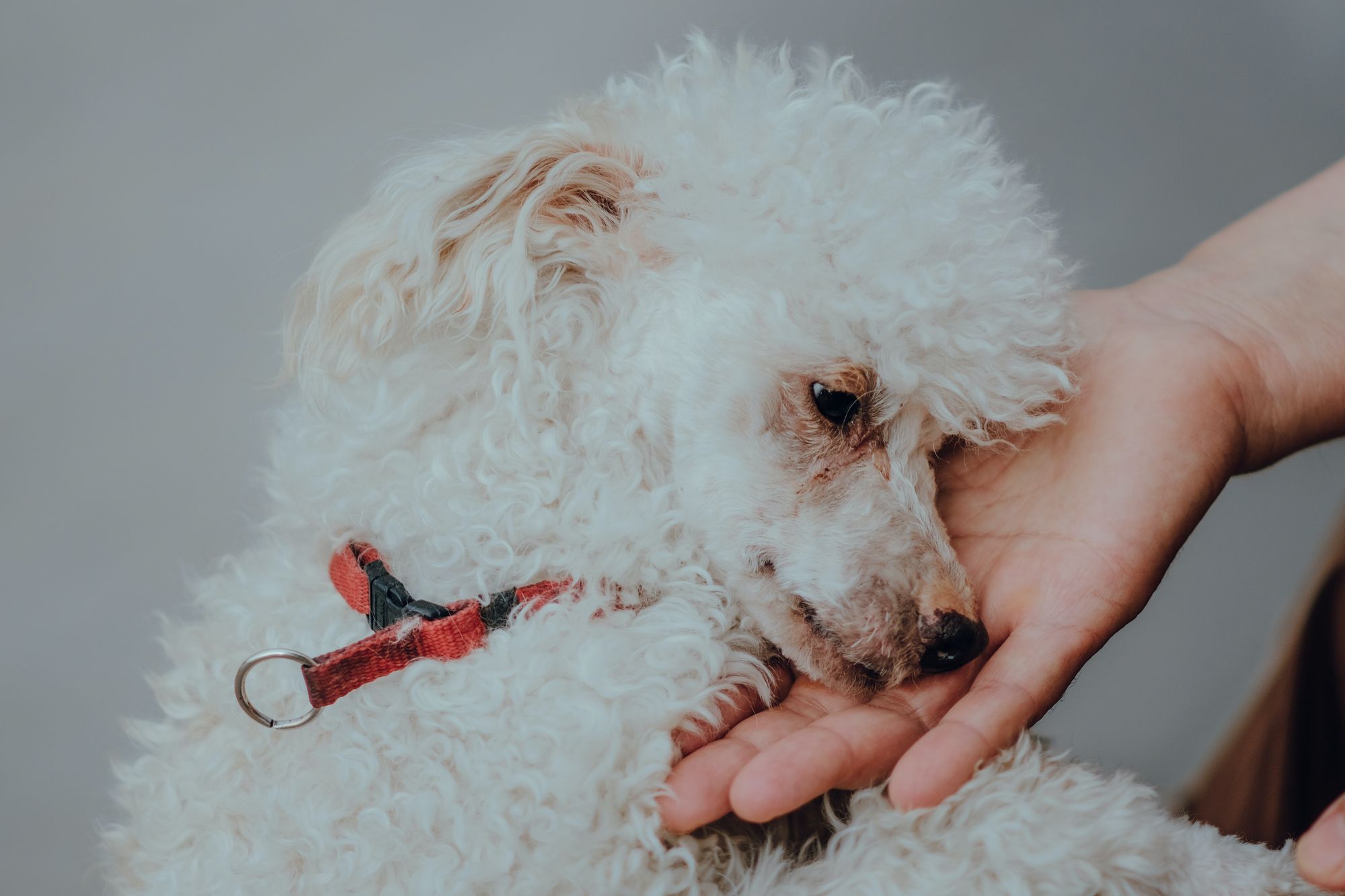 how long to wear e collar after neuter dog