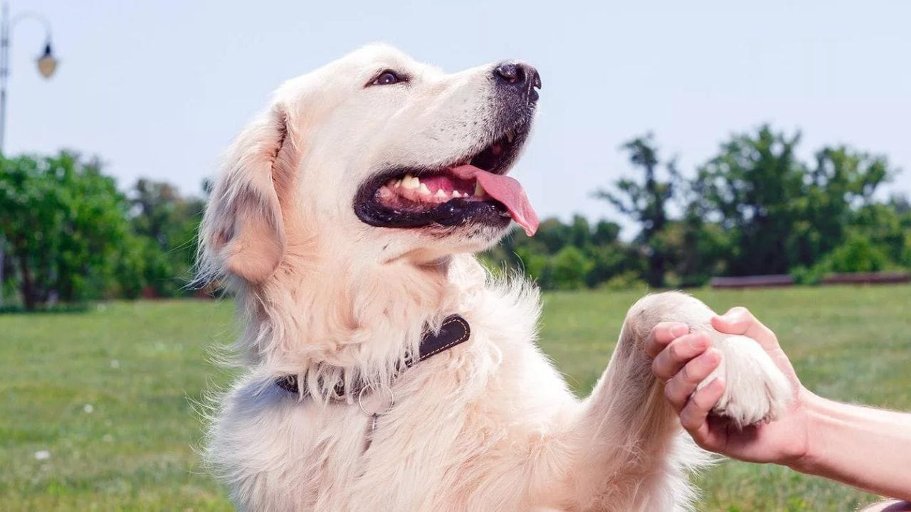 Gentle Dog Breeds