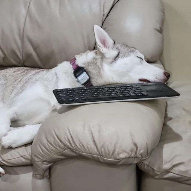 Dog Collar Saves Utah Husky’s Life by Catching Bullet