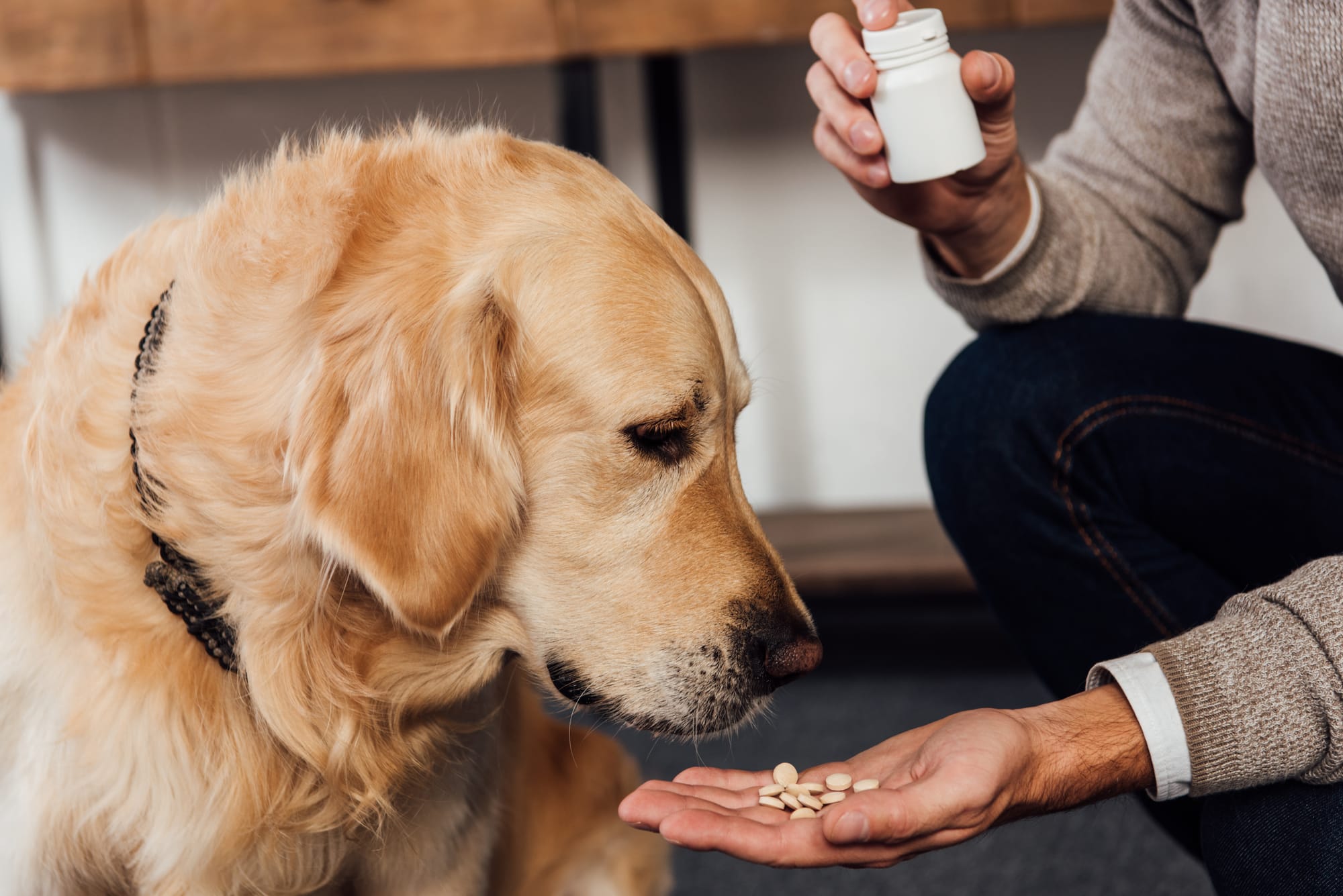 Iron Supplements for Dogs