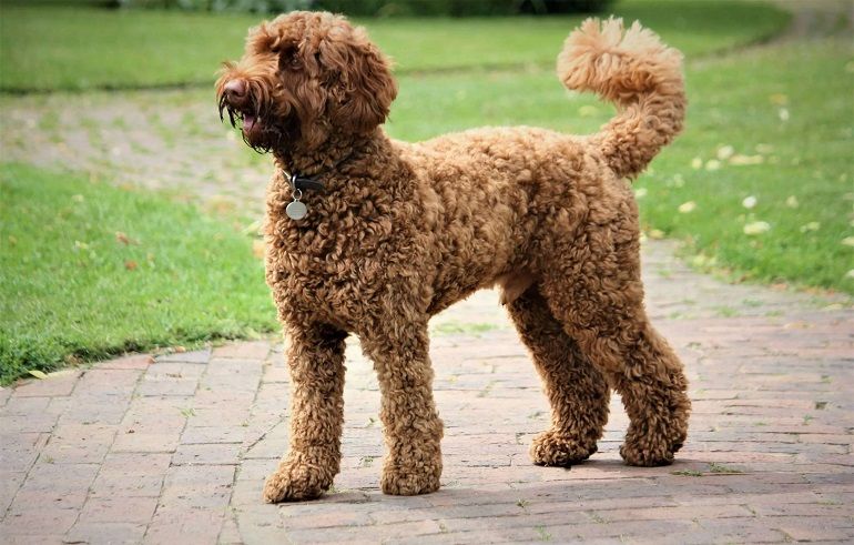 Mini Labradoodle : https://blog.tryfi.com/