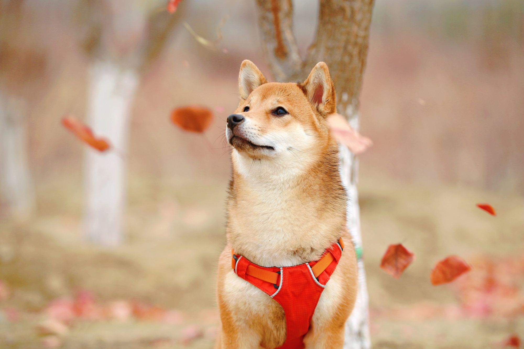 mini-shiba-inu