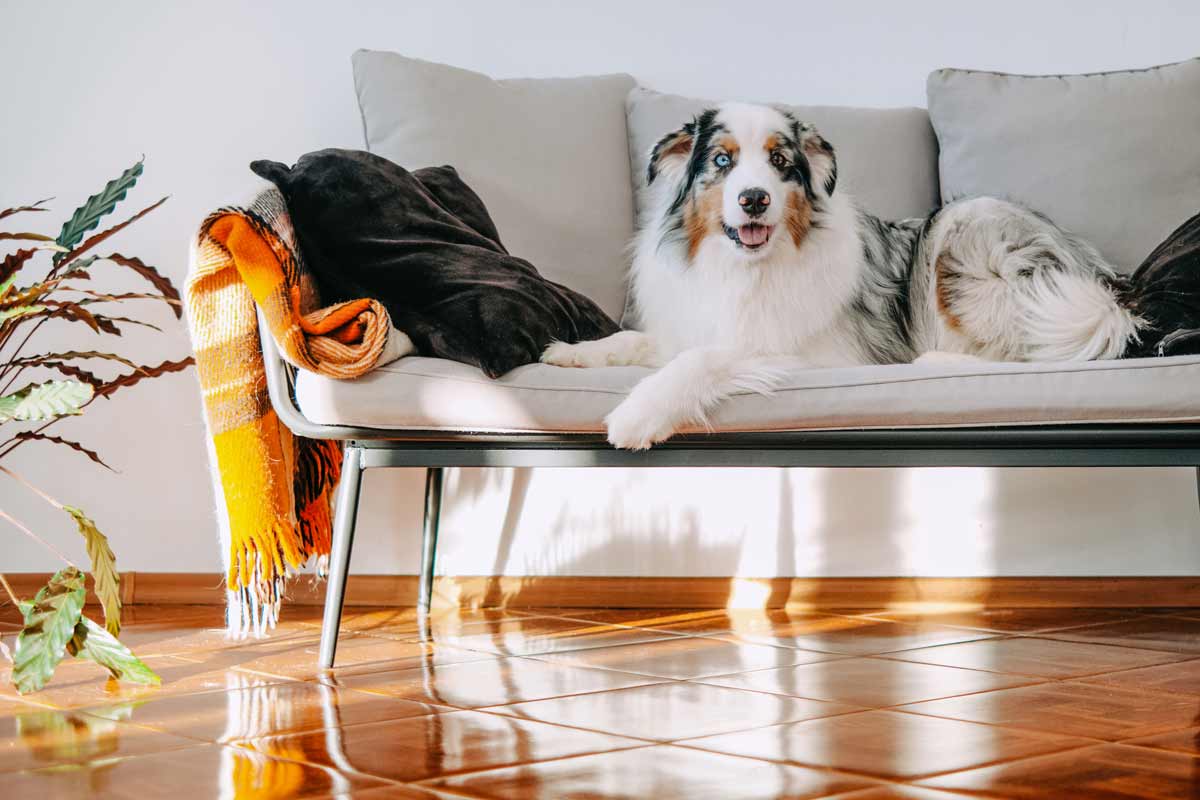 Pet Safe Air Freshener