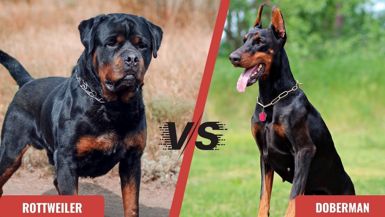 Rottweiler vs. Doberman
