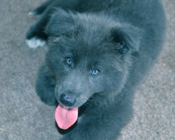REAL Guide to Blue Bay Shepherds: What You Need to Know