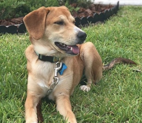 Meet the Beagador: Care Guide and Pictures