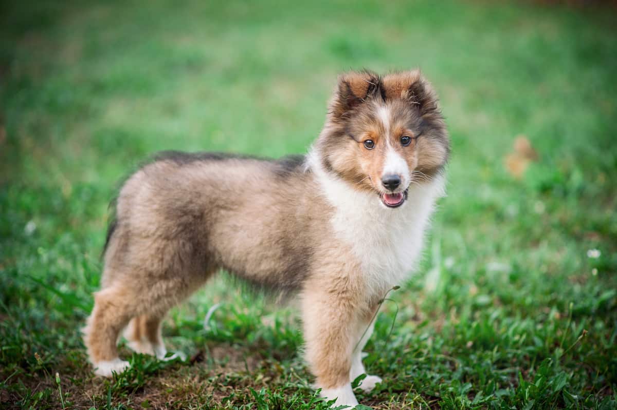 Best Collar for a Shetland Sheepdog Puppy