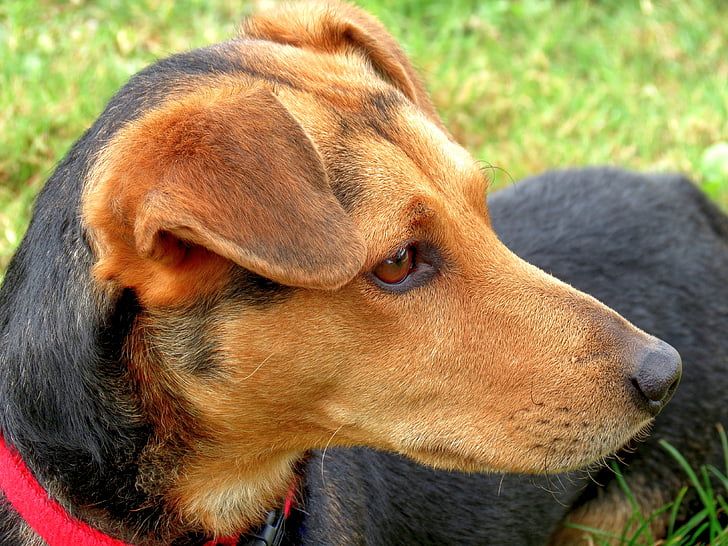 how to get skunk smell out of dog collar