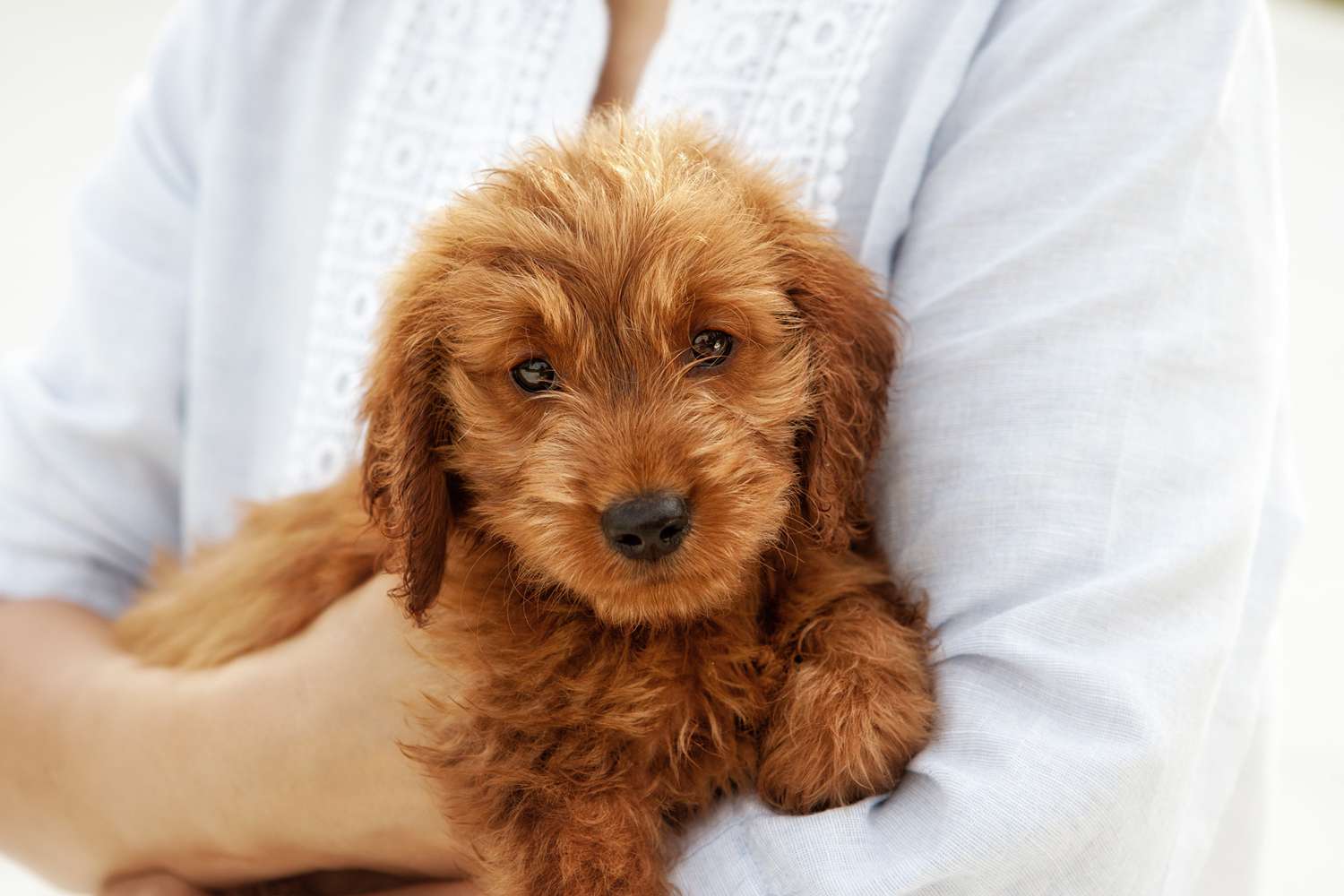 Small Poodle Mixes