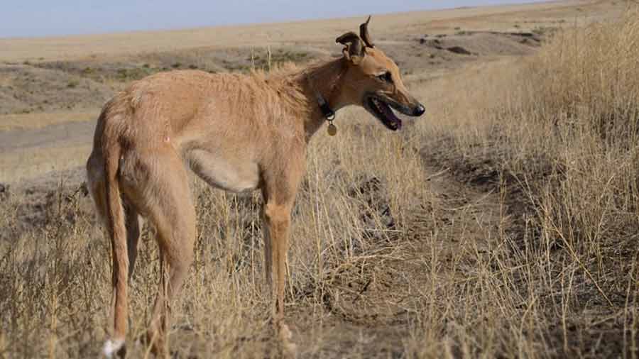 Staghound