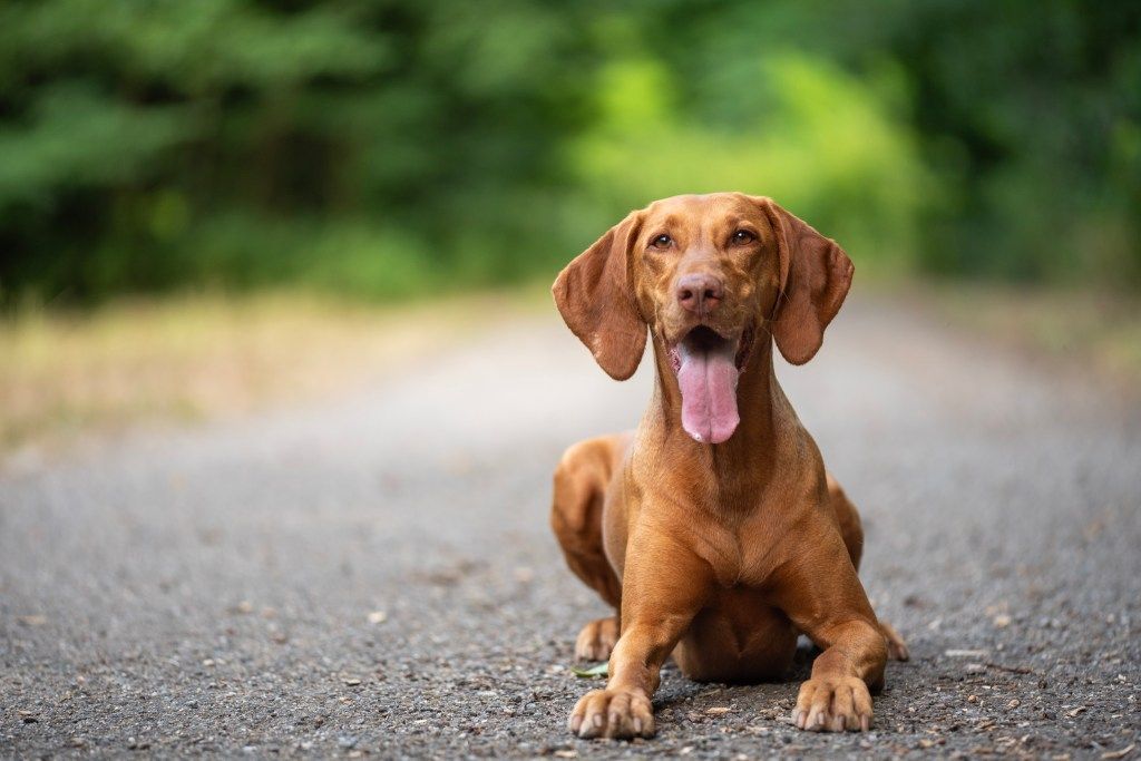 Vizsla dog breed