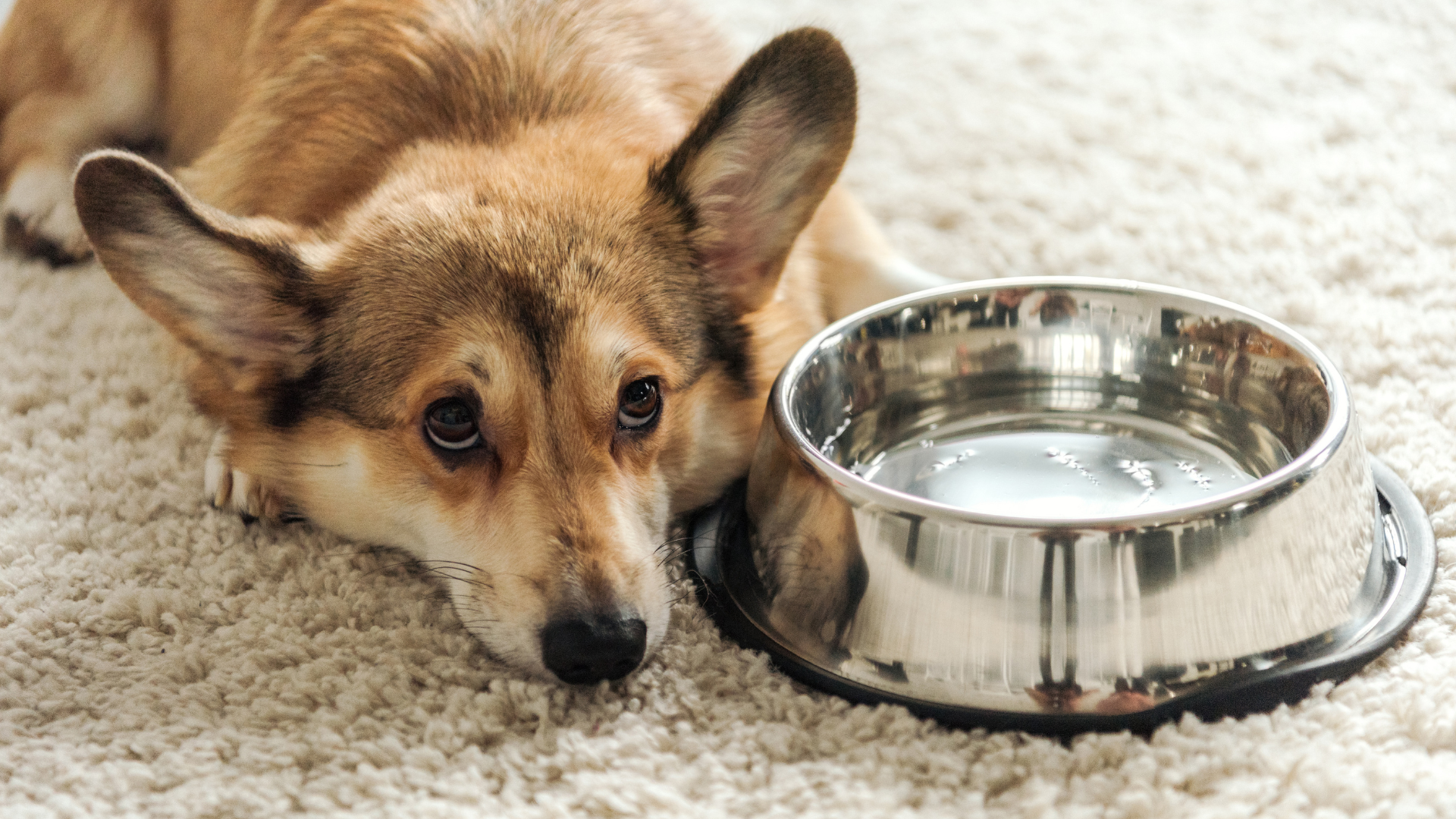 What Foods Can Cause Crystals in Dog Urine