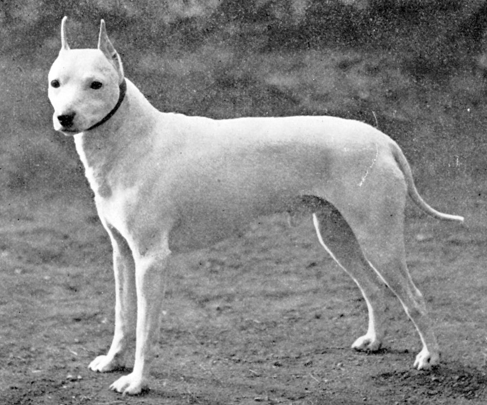 White English Terrier
