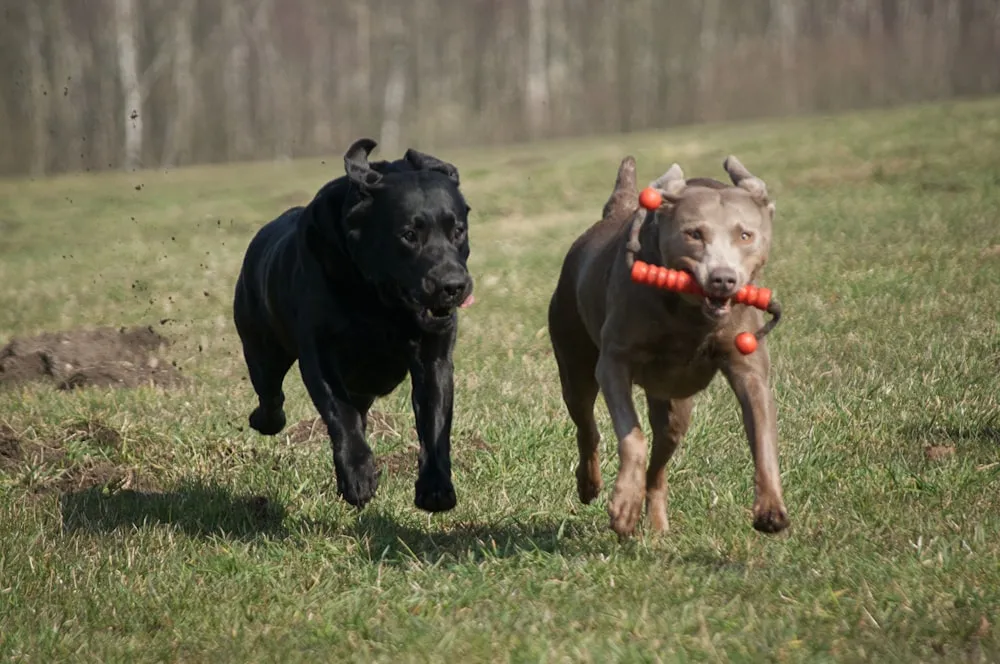 Silver Labrador Retriever