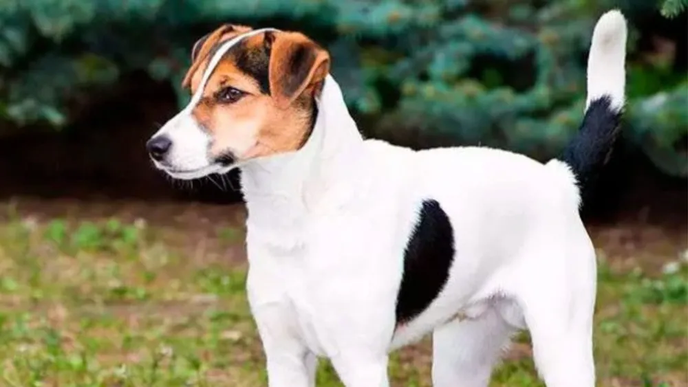 Feist Dog Breed