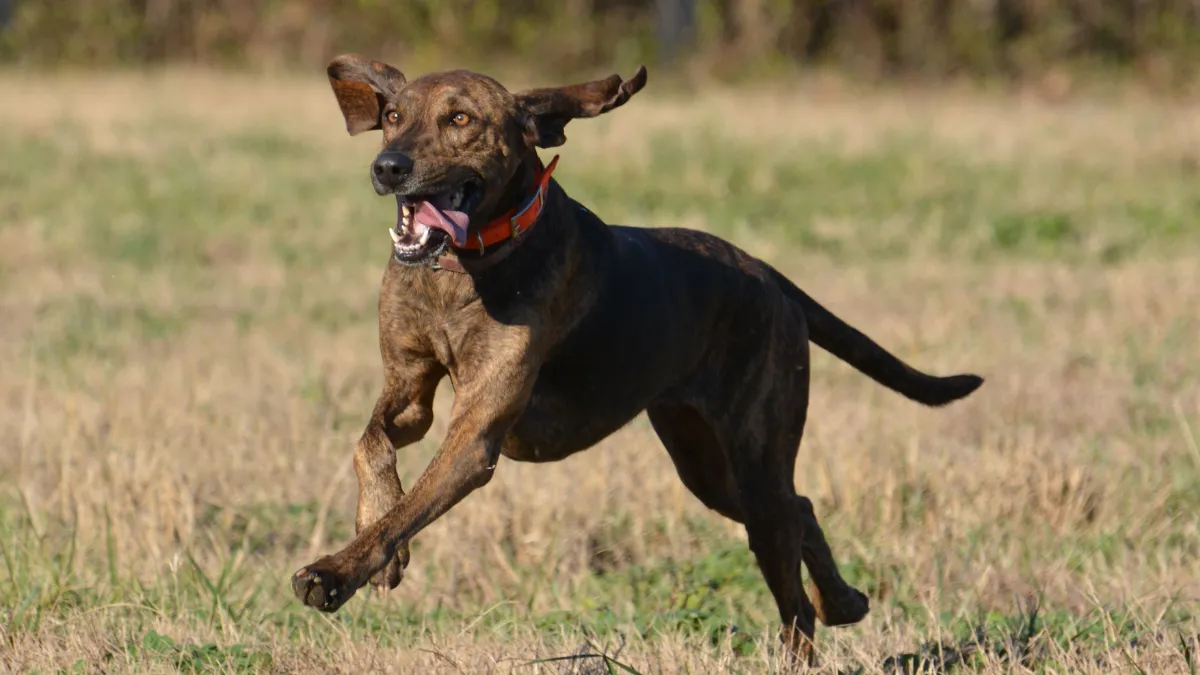 How to Train a Plott Hound