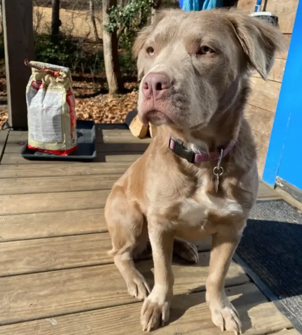 Pitbull with Long Hair