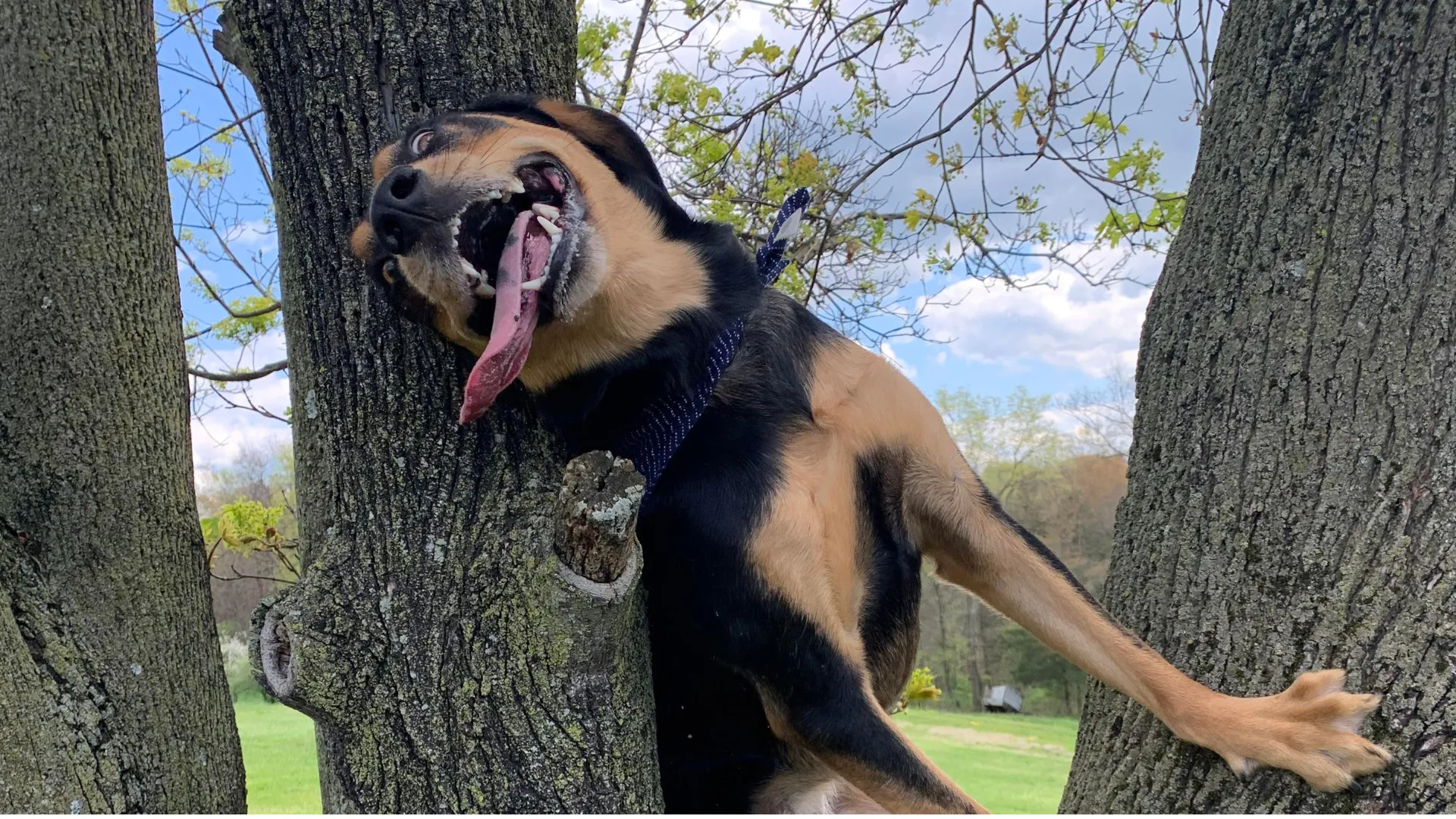 Can Treeing Walker Coonhounds Climb Trees