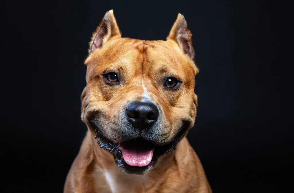 American Staffordshire Terriers