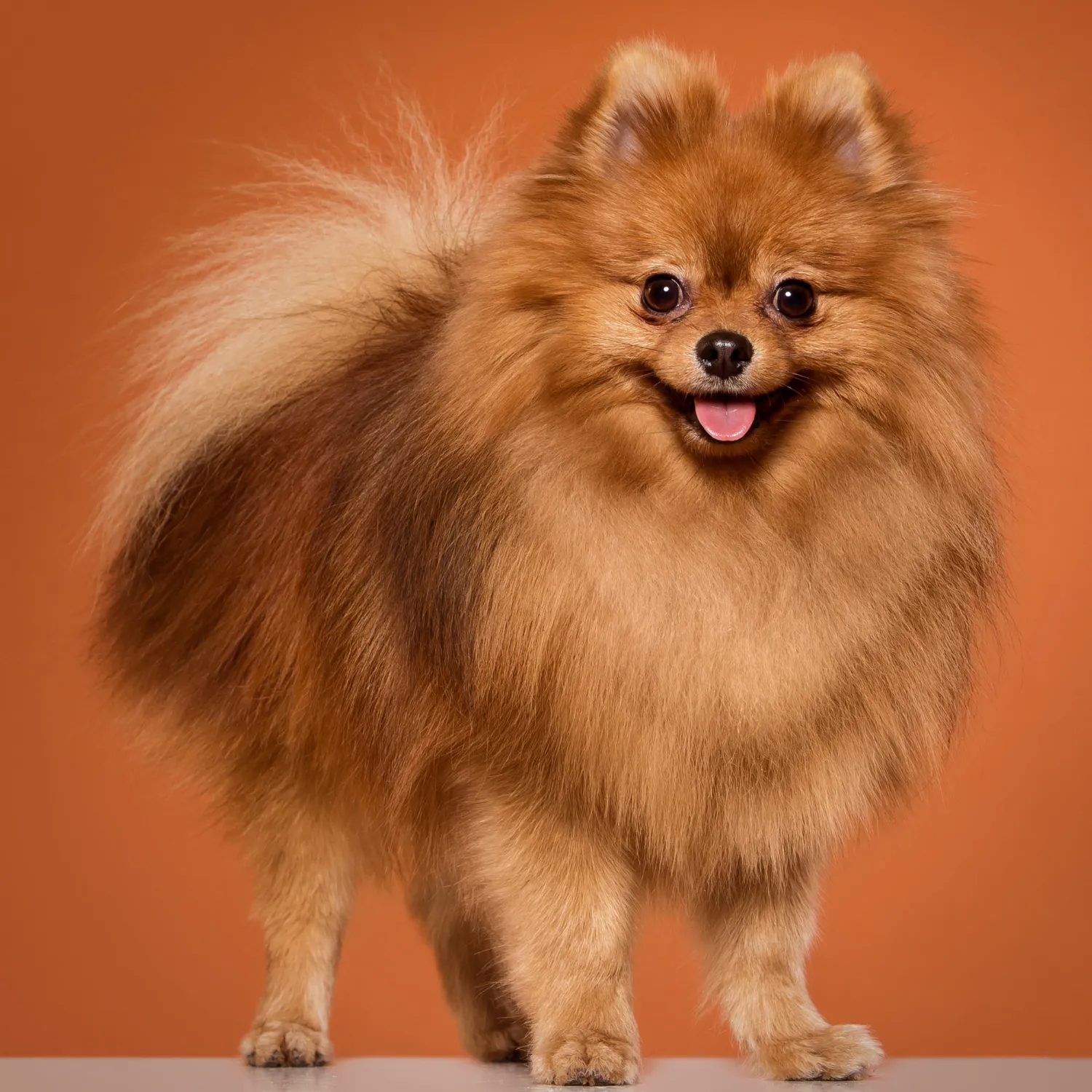 Fox Face Pomeranian