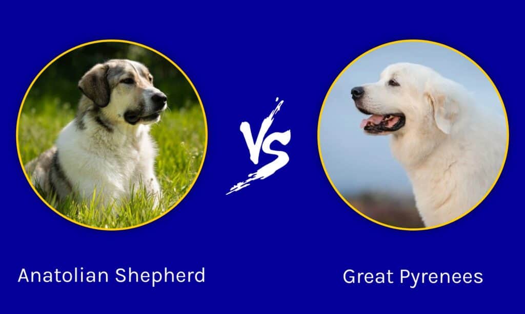 Great Pyrenees or Anatolian Shepherd